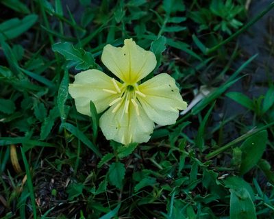 Oenothera triloba, photographed by Meghan Cassidy