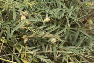 Onobrychis gracilis, photographed by Eleftherios Katsillis