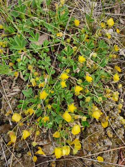 Potentilla glaucescens, photographed by Анна Митрошенкова
