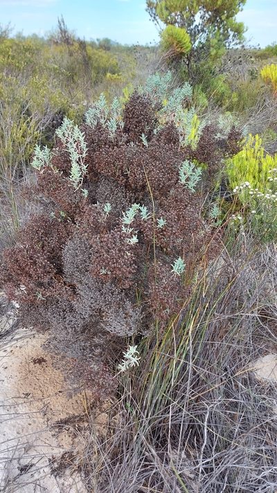 Ruschia indecora, photographed by Jacques van der Merwe