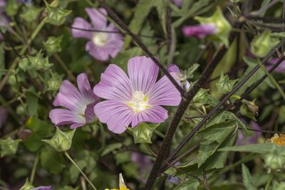 Malva punctata, photographed by Eleftherios Katsillis