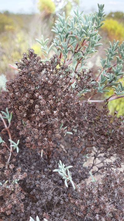 Ruschia indecora, photographed by Jacques van der Merwe