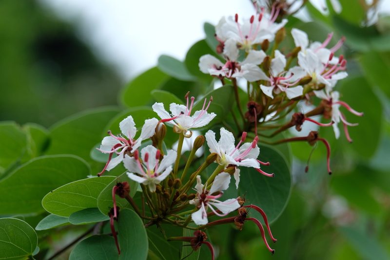 Cheniella glauca, photographed by horrorshowo