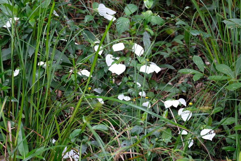 Mussaenda pubescens, photographed by horrorshowo