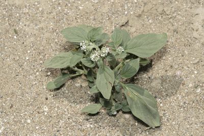 Heliotropium dolosum, photographed by Eleftherios Katsillis
