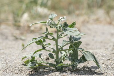 Heliotropium dolosum, photographed by Eleftherios Katsillis