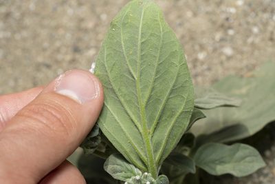 Heliotropium dolosum, photographed by Eleftherios Katsillis