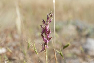 Anacamptis sancta, photographed by Eleftherios Katsillis