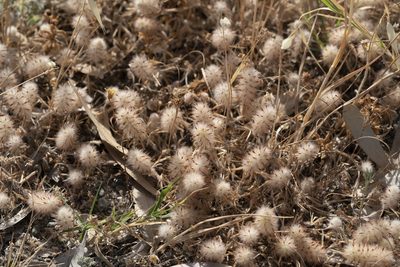 Trifolium infamia-ponertii, photographed by Eleftherios Katsillis