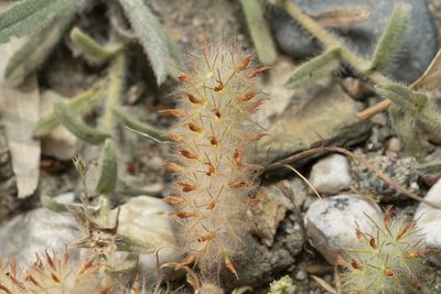 Trifolium infamia-ponertii, photographed by Eleftherios Katsillis