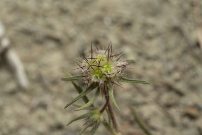 Lomelosia divaricata, photographed by Eleftherios Katsillis