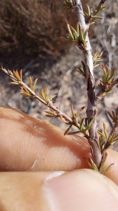 Cliffortia acockii, photographed by Jacques van der Merwe