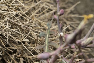 Lactuca tuberosa, photographed by Eleftherios Katsillis