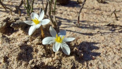 Pauridia alba, photographed by Jacques van der Merwe