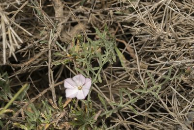 Convolvulus oleifolius, photographed by Eleftherios Katsillis
