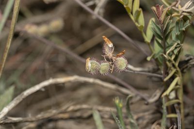 Sulla spinosissima, photographed by Eleftherios Katsillis