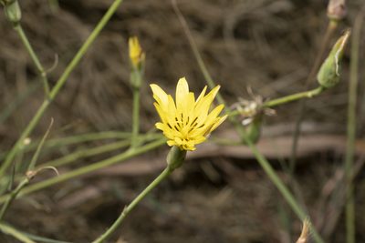 Pseudopodospermum elatum, photographed by Eleftherios Katsillis