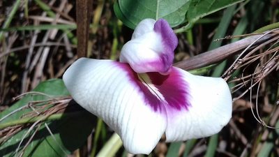 Centrosema plumieri, photographed by AJ Wacaser