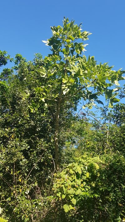 Erythrina livingstoniana, photographed by Suvarna Parbhoo Mohan