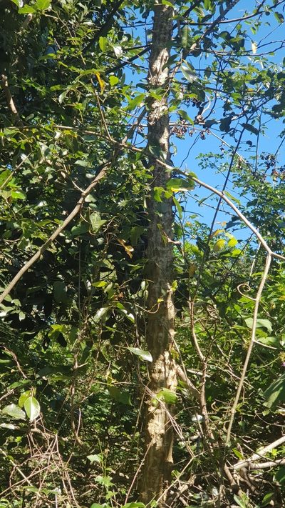 Erythrina livingstoniana, photographed by Suvarna Parbhoo Mohan