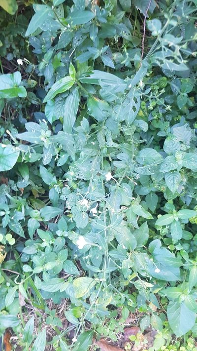Rhinacanthus gracilis, photographed by Suvarna Parbhoo Mohan