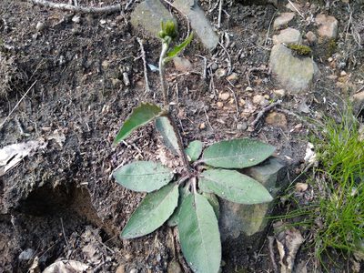 Hieracium lachenalii, photographed by Hana Váchová