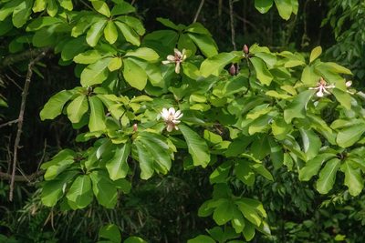 Magnolia obovata, photographed by WATANABE Hitoshi 渡辺仁