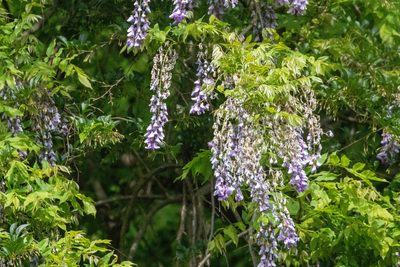 Wisteria floribunda, photographed by WATANABE Hitoshi 渡辺仁