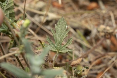 Erodium laciniatum, photographed by Eleftherios Katsillis