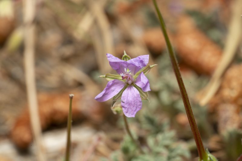 Erodium laciniatum, photographed by Eleftherios Katsillis