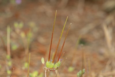 Erodium laciniatum, photographed by Eleftherios Katsillis