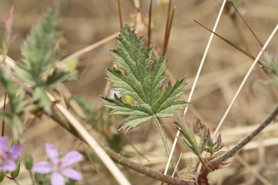 Erodium laciniatum, photographed by Eleftherios Katsillis