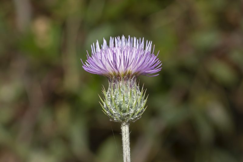 Tyrimnus leucographus, photographed by Eleftherios Katsillis