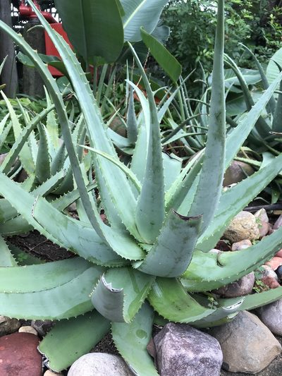 Aloe chabaudii, photographed by Presha Soogrim