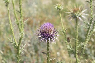 Onopordum boissierianum, photographed by Eleftherios Katsillis