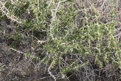Lycium cooperi, photographed by Kimball Garrett