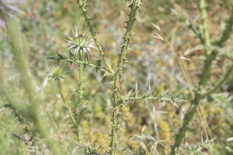 Onopordum boissierianum, photographed by Eleftherios Katsillis