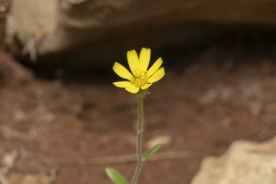 Picris pauciflora, photographed by Eleftherios Katsillis