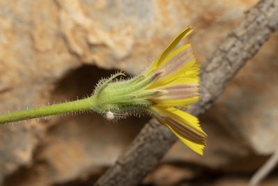 Picris pauciflora, photographed by Eleftherios Katsillis