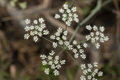 Scaligeria napiformis, photographed by Eleftherios Katsillis