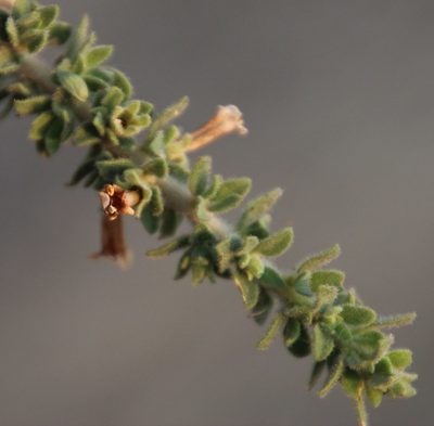 Lycium hirsutum, photographed by Tony Rebelo