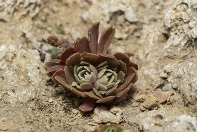Rosularia serrata, photographed by Eleftherios Katsillis