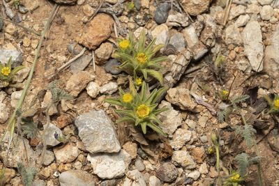 Asteriscus aquaticus, photographed by Eleftherios Katsillis