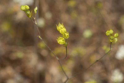 Bupleurum gracile, photographed by Eleftherios Katsillis