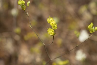 Bupleurum gracile, photographed by Eleftherios Katsillis