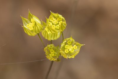 Bupleurum gracile, photographed by Eleftherios Katsillis
