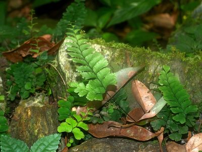 Adiantum diaphanum, photographed by Jacy Chen