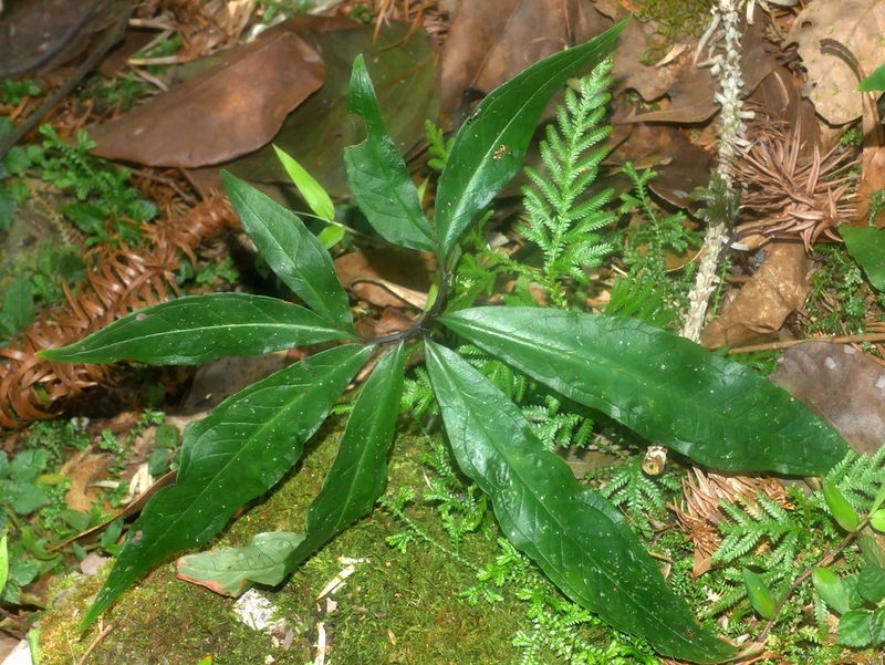 Arisaema thunbergii, photographed by Jacy Chen