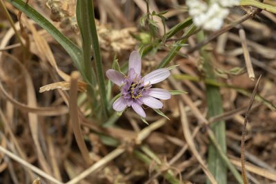 Geropogon hybridus, photographed by Eleftherios Katsillis