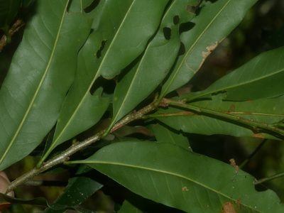 Lithocarpus hancei, photographed by Jacy Chen